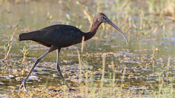 Glossy Ibis (Plegadis falcinellus)