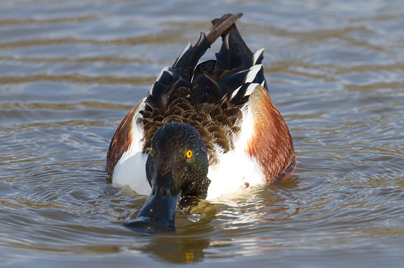 Northern Shoveler (Anas clypeata)