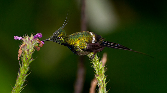 Wire-crested Thorntail (Discosura popelairii)