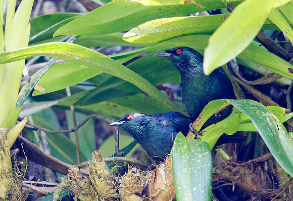 Asian glossy starling (Aplonis panayensis)