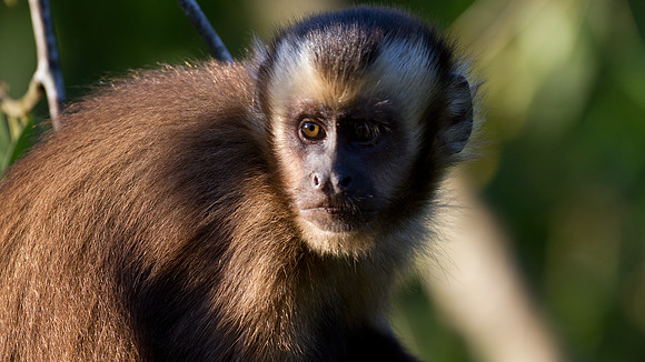 Brown capuchin (Cebus apella)