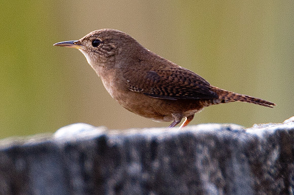 Southern House Wren (Troglodytes aedon musculus)