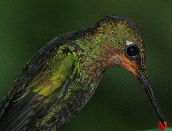Green-crowned Brilliant (Heliodoxa jacula) juvenile