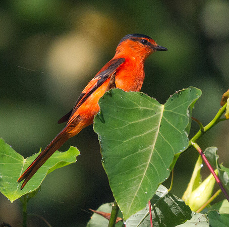 Sunda minivet (Pericrocotus miniatus)