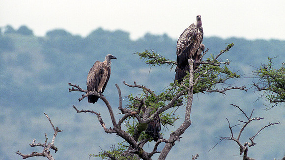 left: White-backed Vulture (Gyps africanus) right: Rüppell's Vulture (Gyps rueppellii)