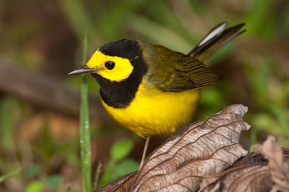Hooded Warbler (Wilsonia citrina)