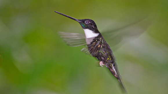 Collared Inca (Coeligena torquata)