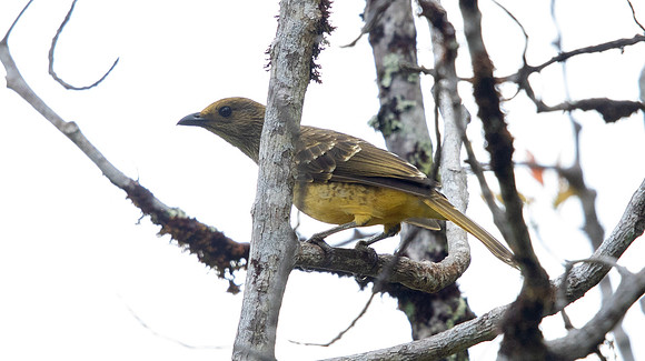 Yellow-breasted bowerbird (Chlamydera lauterbachi)