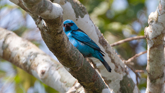 Blue Dacnis (Dacnis cayana)