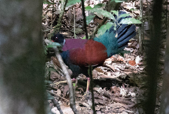 Pheasant pigeon (Otidiphaps nobilis)