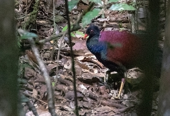 Pheasant pigeon (Otidiphaps nobilis)