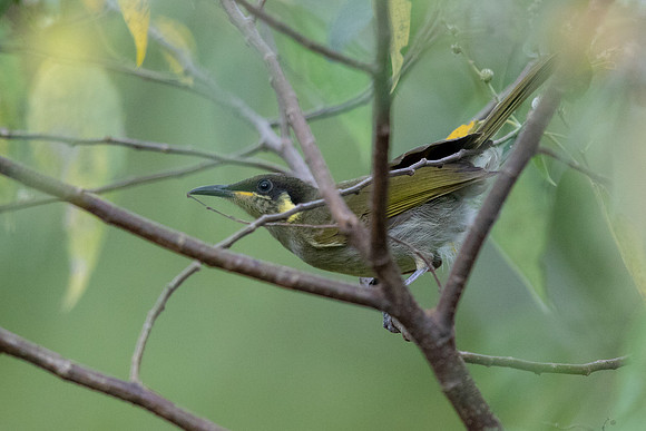 Elegant honeyeater (Meliphaga cinereifrons)