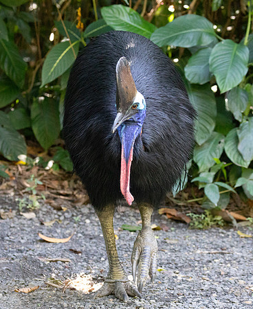 Southern cassowary (Casuarius casuarius)