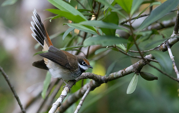 Rufous fantail (Rhipidura rufifrons)