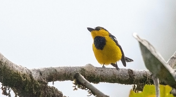 Black-breasted boatbill (Machaerirhynchus nigripectus) Male