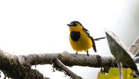 Black-breasted boatbill (Machaerirhynchus nigripectus) Male