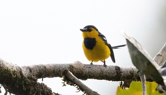 Black-breasted boatbill (Machaerirhynchus nigripectus) Male