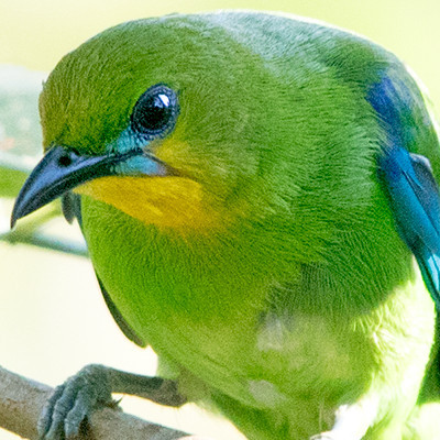 Yellow-throated leafbird (Chloropsis palawanensis)