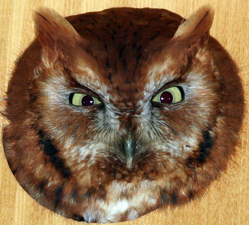 Eastern Screech Owl (Megascops asio)