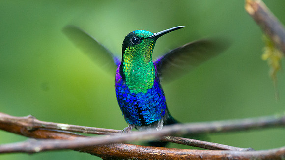 Green-crowned Woodnymph (Thalurania fannyi)