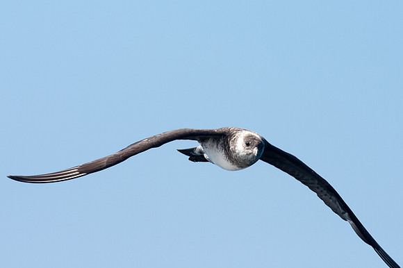 Long-tailed Jaeger (Stercorarius longicaudus) also known as Long-tailed Skua