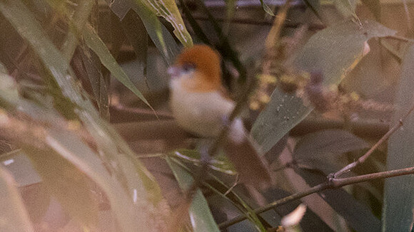 Pale-billed parrotbill (Chleuasicus atrosuperciliaris)