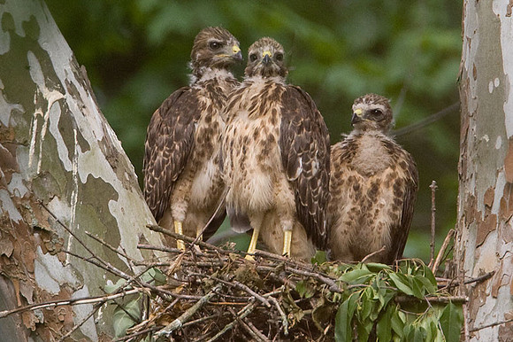 Red-shouldered Hawk (Buteo lineatus) juvenile