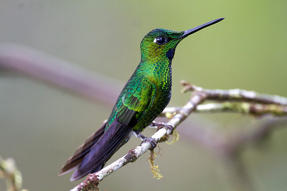 Green-crowned Brilliant (Heliodoxa jacula)