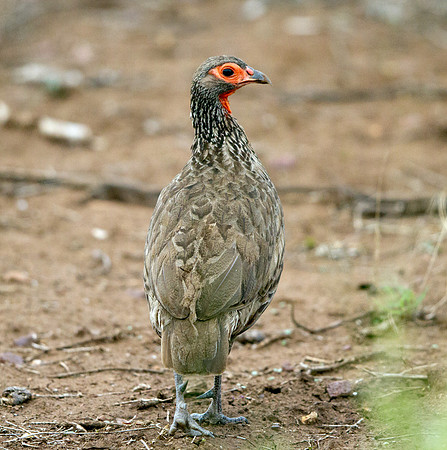 Swainson's Spurfowl (Pternistis swainsonii)