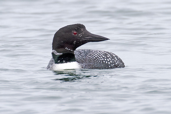 Great Northern Loon (Gavia immer) also known as Common Loon or Great Northern Diver