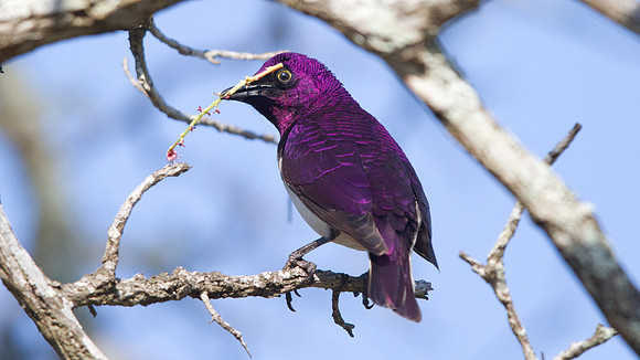 Violet-backed Starling (Cinnyricinclus leucogaster)