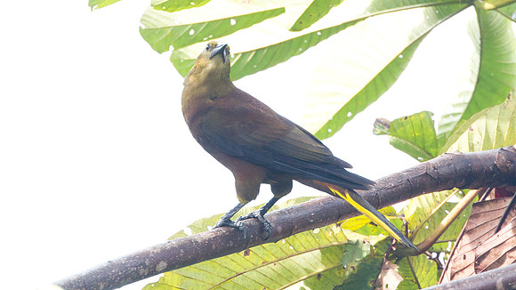 Russet-backed Oropendola (Psarocolius angustifrons)