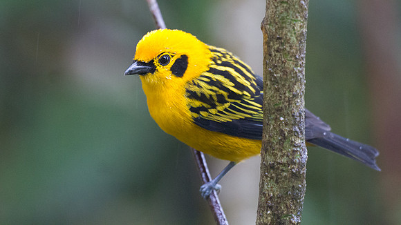 Golden Tanager (Tangara arthus)