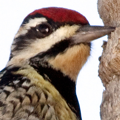 Yellow-bellied Sapsucker (Sphyrapicus varius) female