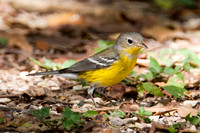 Magnolia warbler (Dendroica magnolia) immature