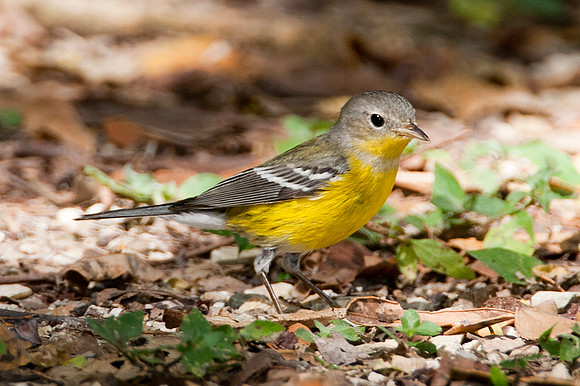 Magnolia warbler (Dendroica magnolia) immature