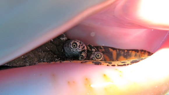 Crab in Conch