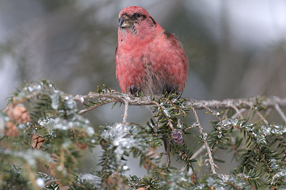 Two-barred Crossbill (Loxia leucoptera) male; also known as White-winged Crossbill