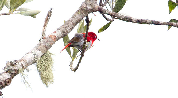 Temminck's Sunbird (Aethopyga temminckii) male