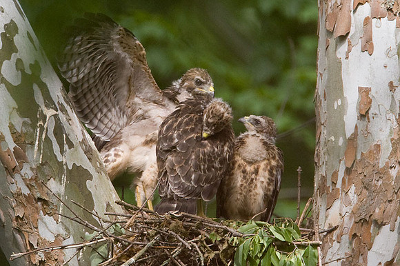 Red-shouldered Hawk (Buteo lineatus) juvenile