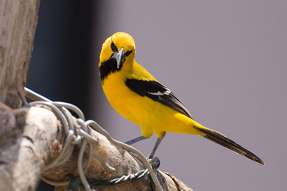 Yellow Oriole (Icterus nigrogularis)