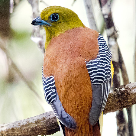 Orange-breasted trogon (Harpactes oreskios) Male