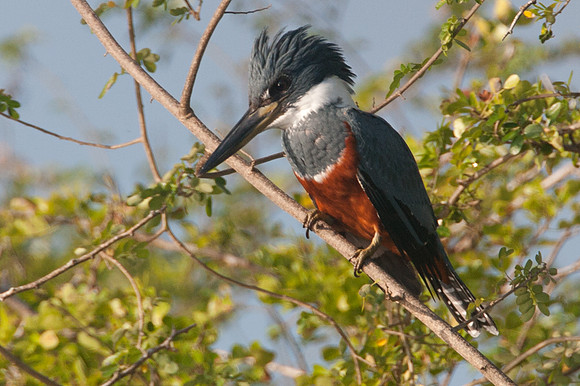 Ringed Kingfisher (Megaceryle torquata) female