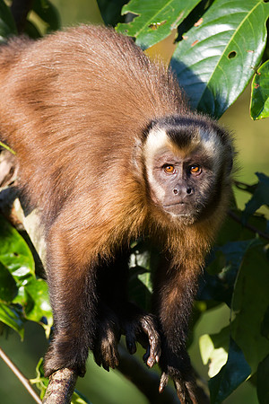 Brown capuchin (Cebus apella)