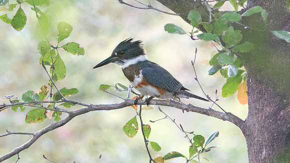Belted Kingfisher (Megaceryle alcyon) female