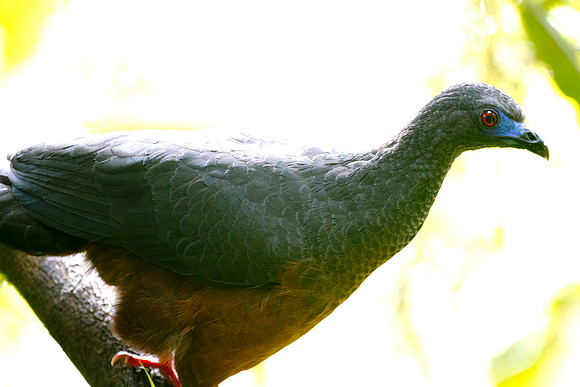 Sickle-winged Guan (Chamaepetes goudotii)