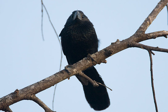 Groove-billed Ani (Crotophaga sulcirostris)