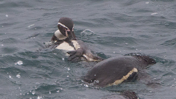Humboldt Penguin (Spheniscus humboldti)