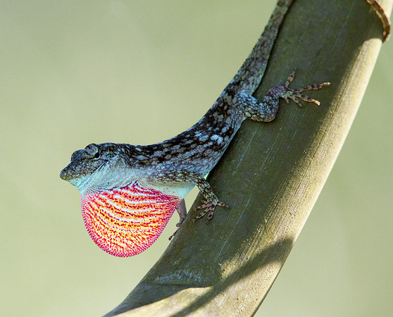Anole