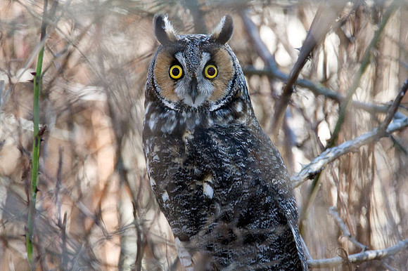 Long-eared Owl (Asio otus)